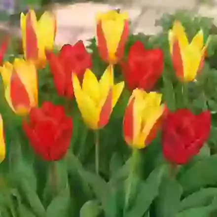 Two Tone Mixture